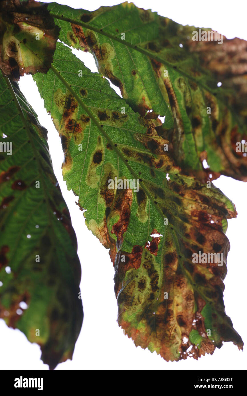 5 September 2006 Horse chestnut leaves damaged by leaf miner moth Hilly Fields park Brockley
