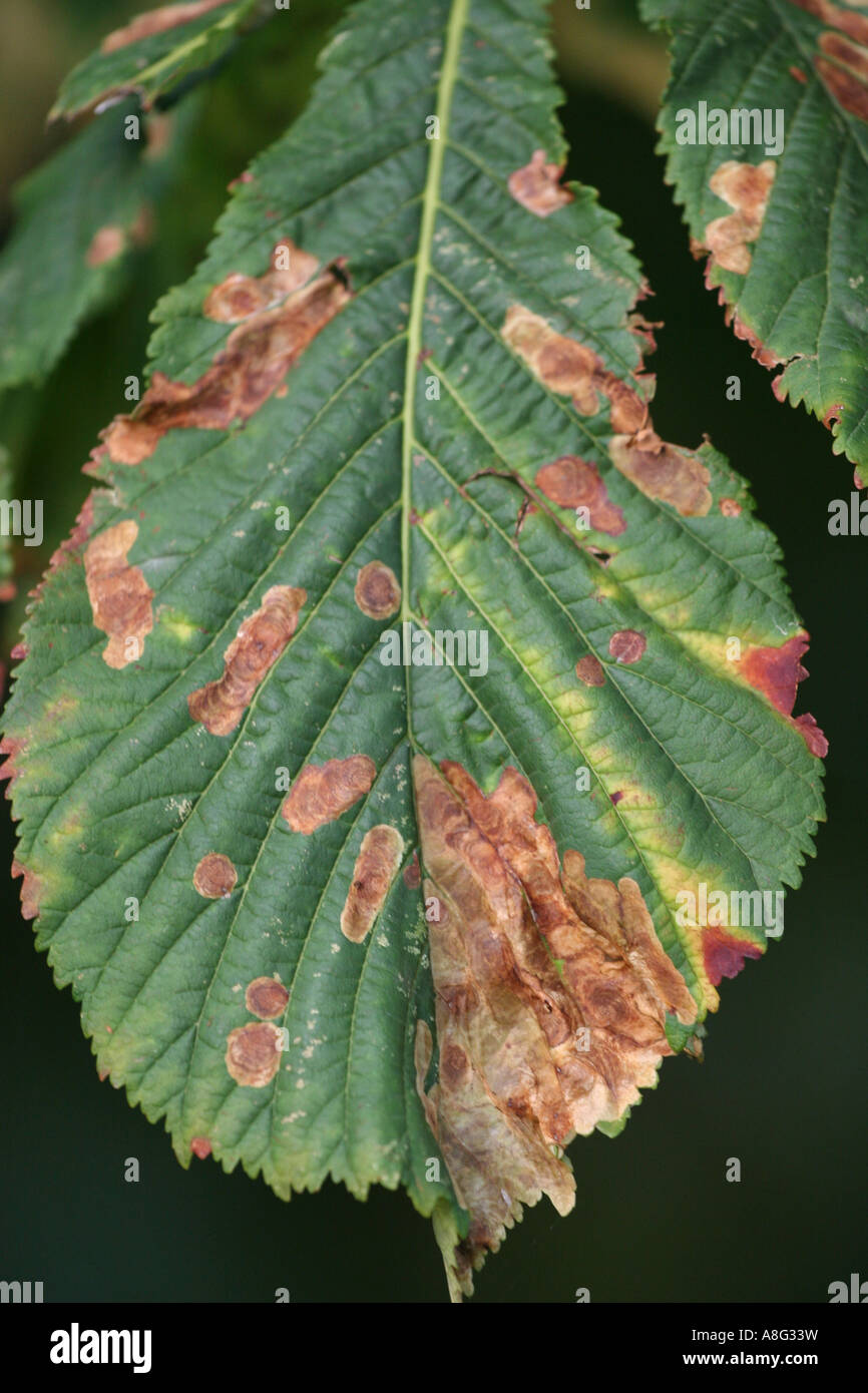 5 September 2006 Horse chestnut leaves damaged by leaf miner moth Hilly Fields park Brockley