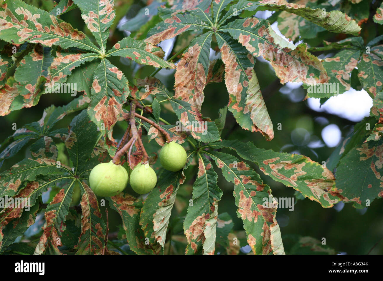 5 September 2006 Horse chestnut leaves damaged by leaf miner moth Hilly Fields park Brockley