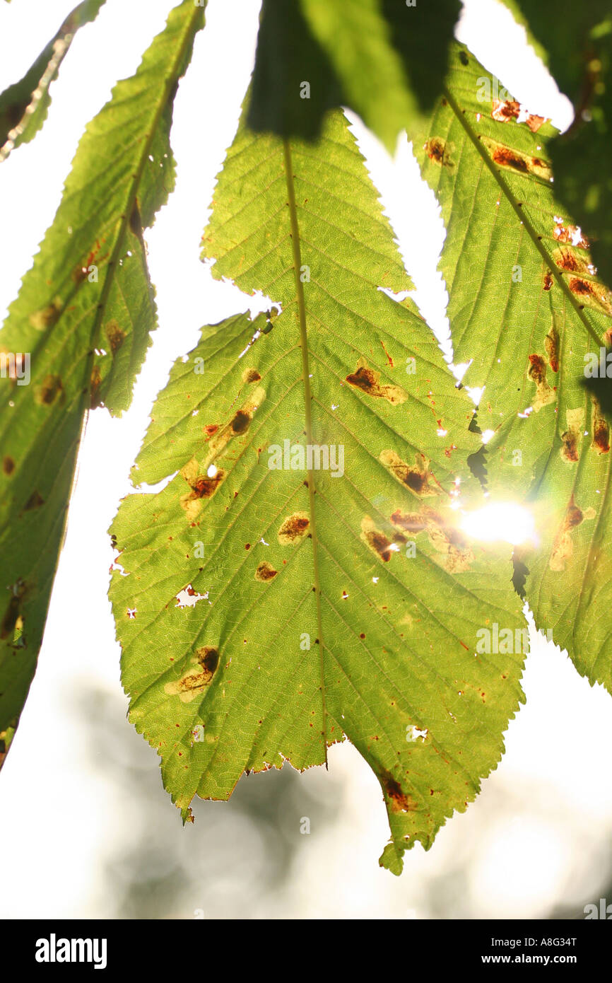 5 September 2006 Horse chestnut leaves damaged by leaf miner moth Hilly Fields park Brockley