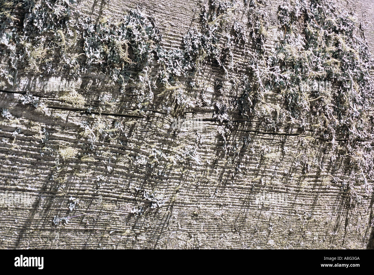 Holz Detail mit Baumbart Stock Photo