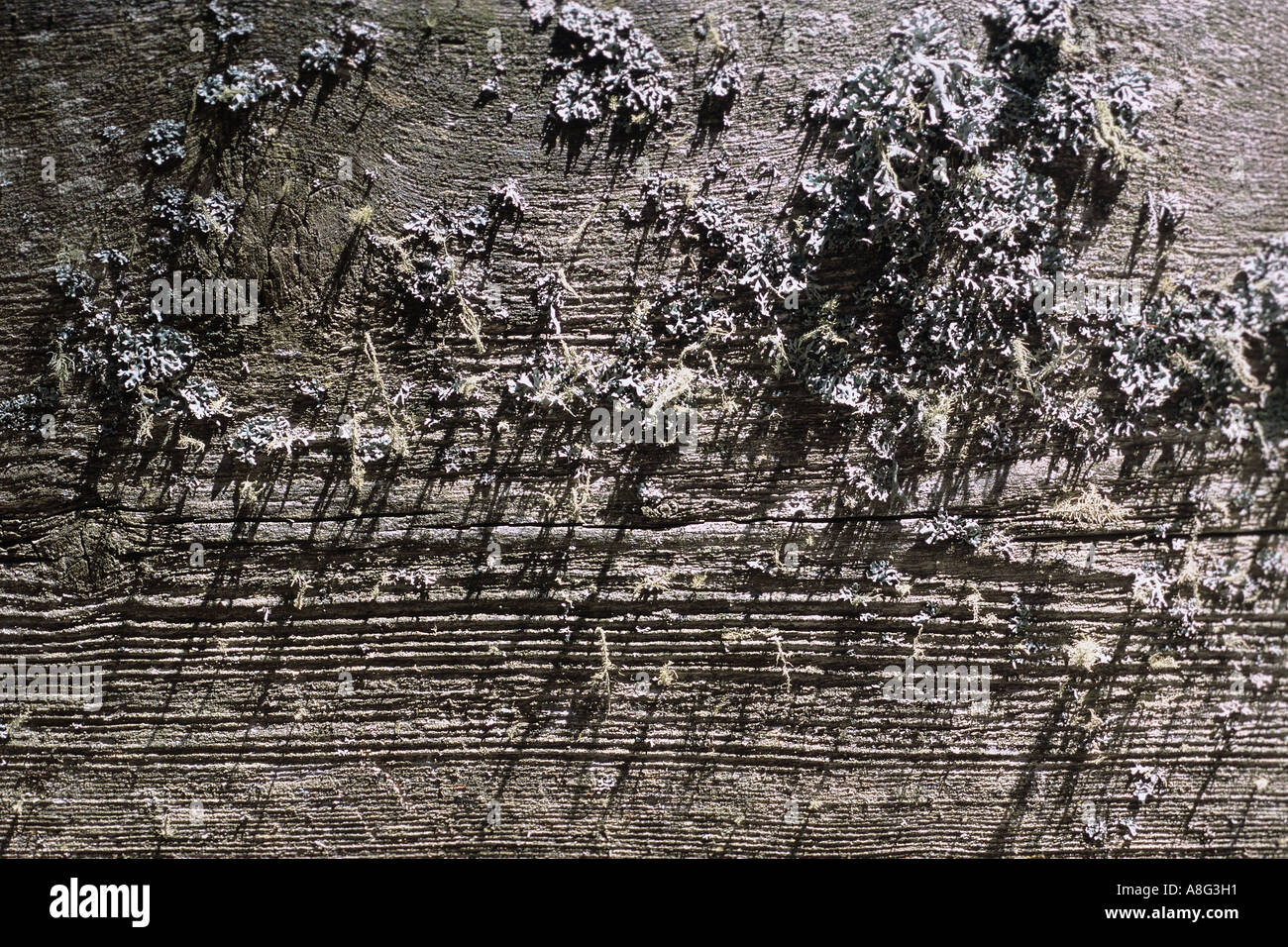 Holz Detail mit Baumbart Stock Photo