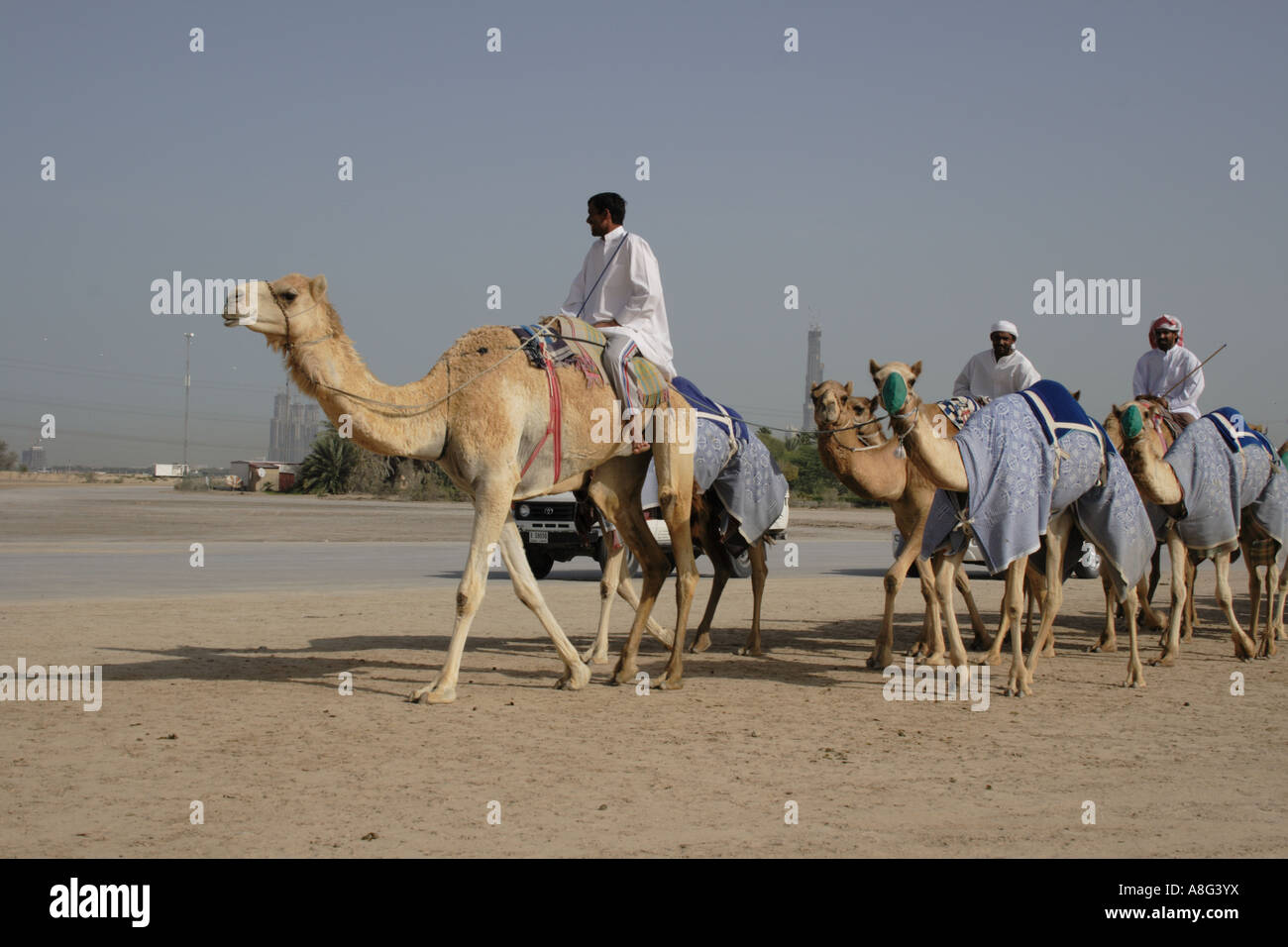 camel racing district Dubai, United Arab Emirates. Photo by Willy Matheisl Stock Photo