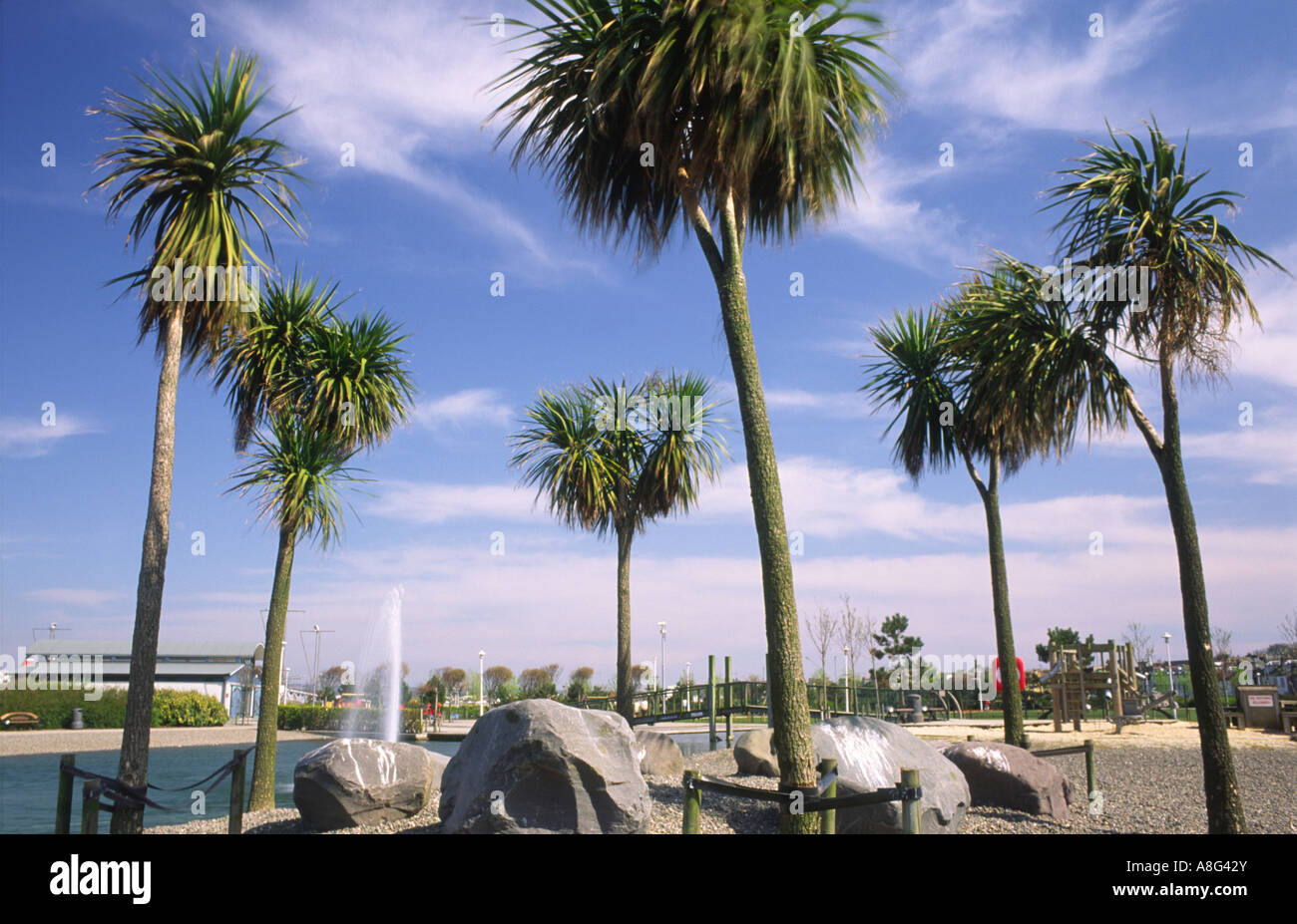 Palm trees in Agnew Park on the seafront Stranraer Scotland UK Stock