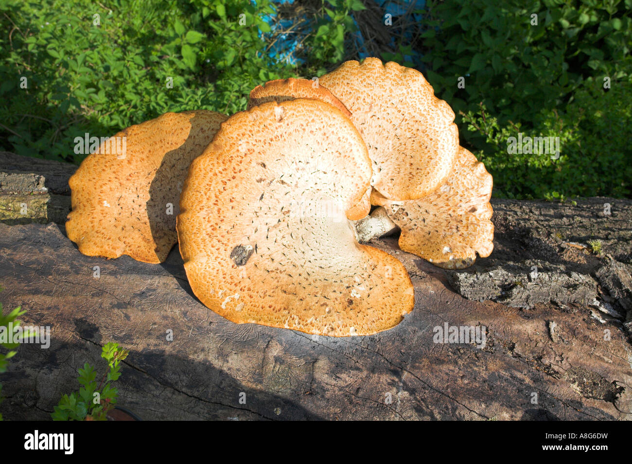 Fungus growing on a fallen tree trunk. Stock Photo