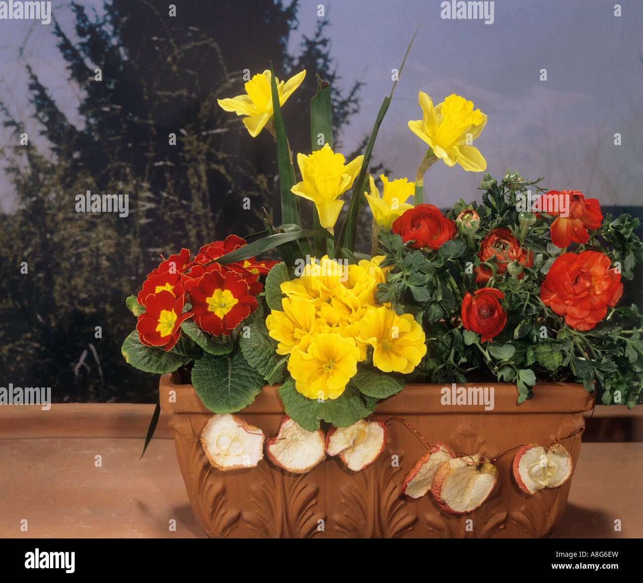 flowerpot with primroses , daffodils and buttercups Stock Photo Alamy