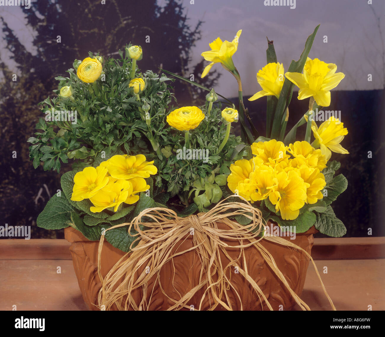 flowerpot with primroses , daffodils and buttercups Stock Photo Alamy