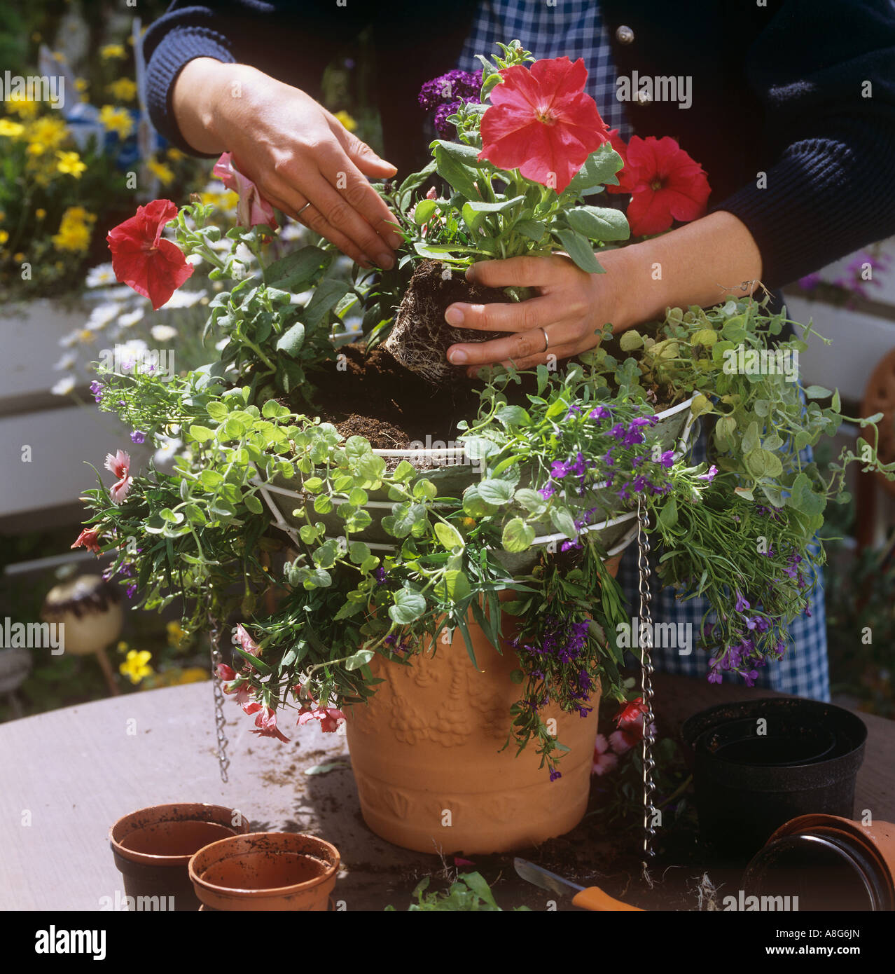 putting plants in a hanging basket Stock Photo Alamy
