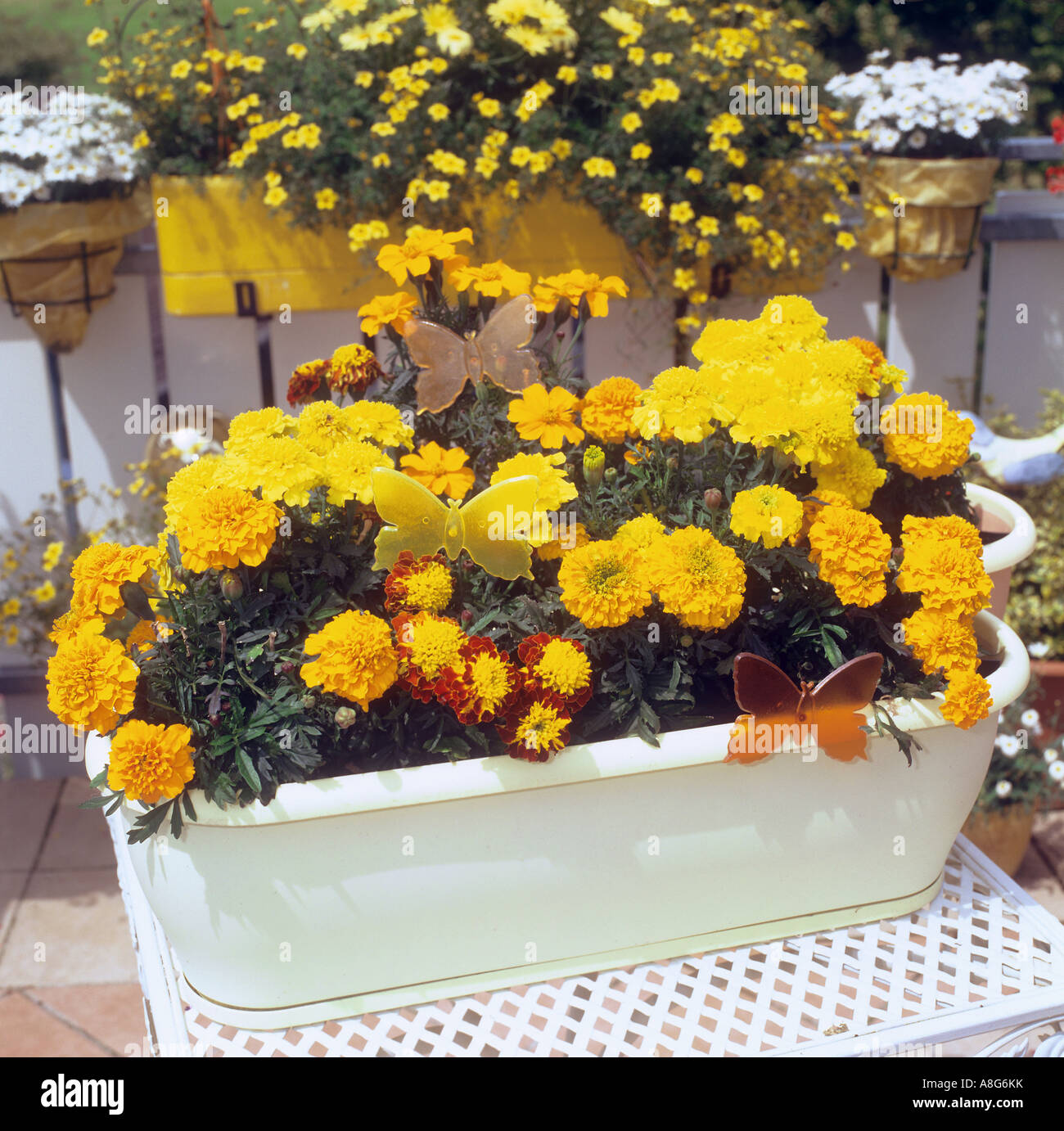 marigold in flowerpot Stock Photo