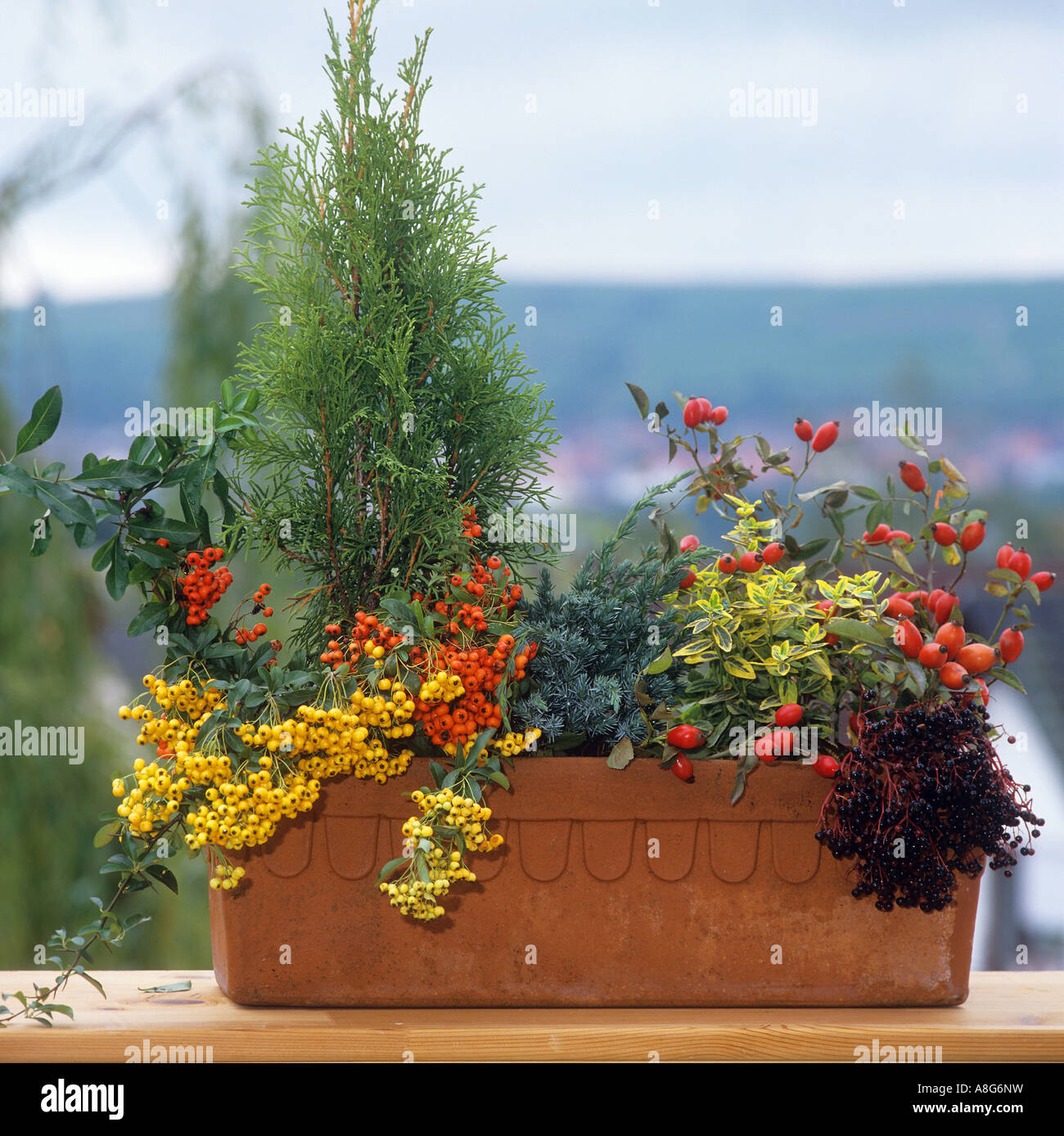 cypress with different berries in flowerpot Stock Photo