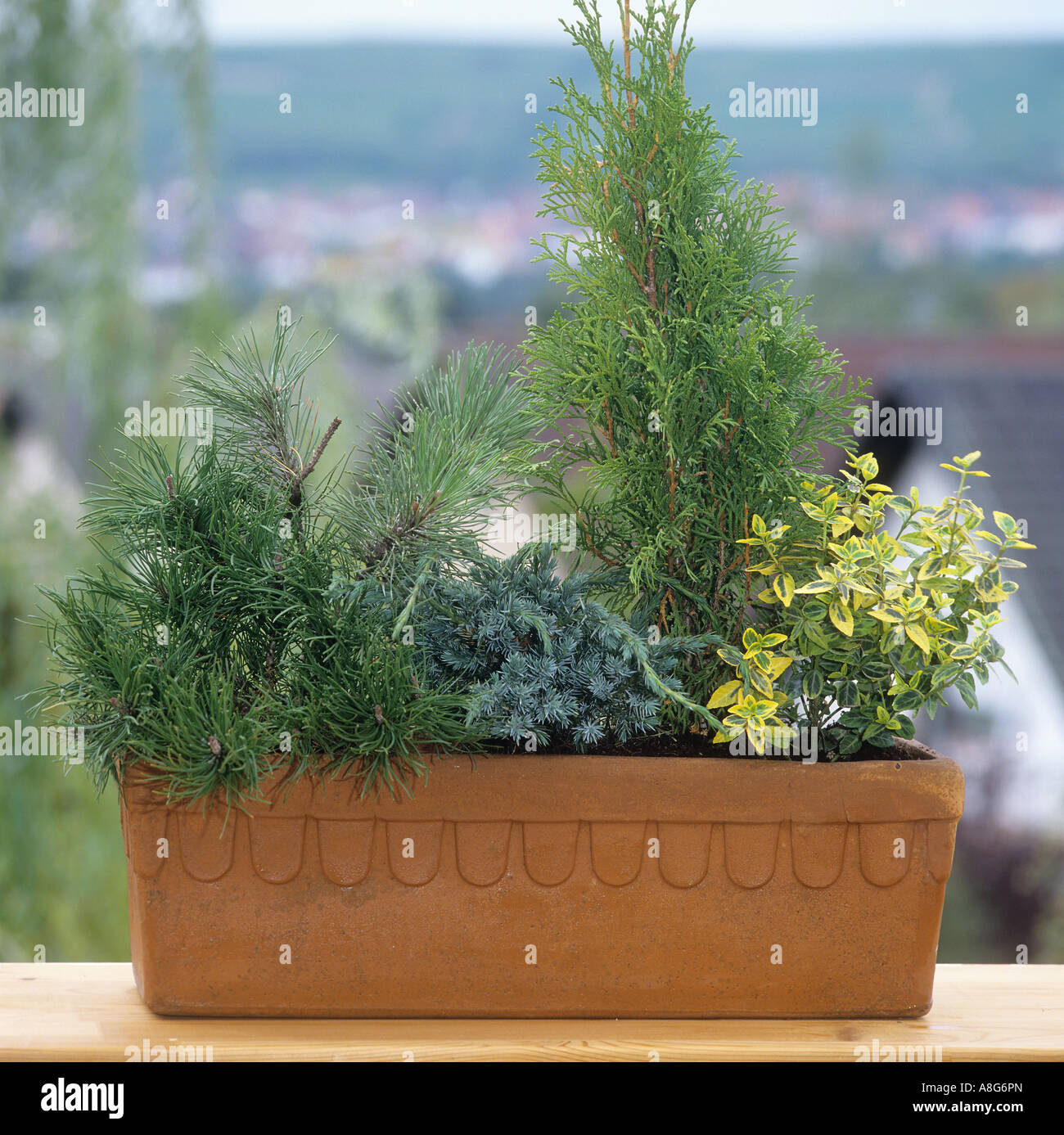flowerpot with different plants Stock Photo