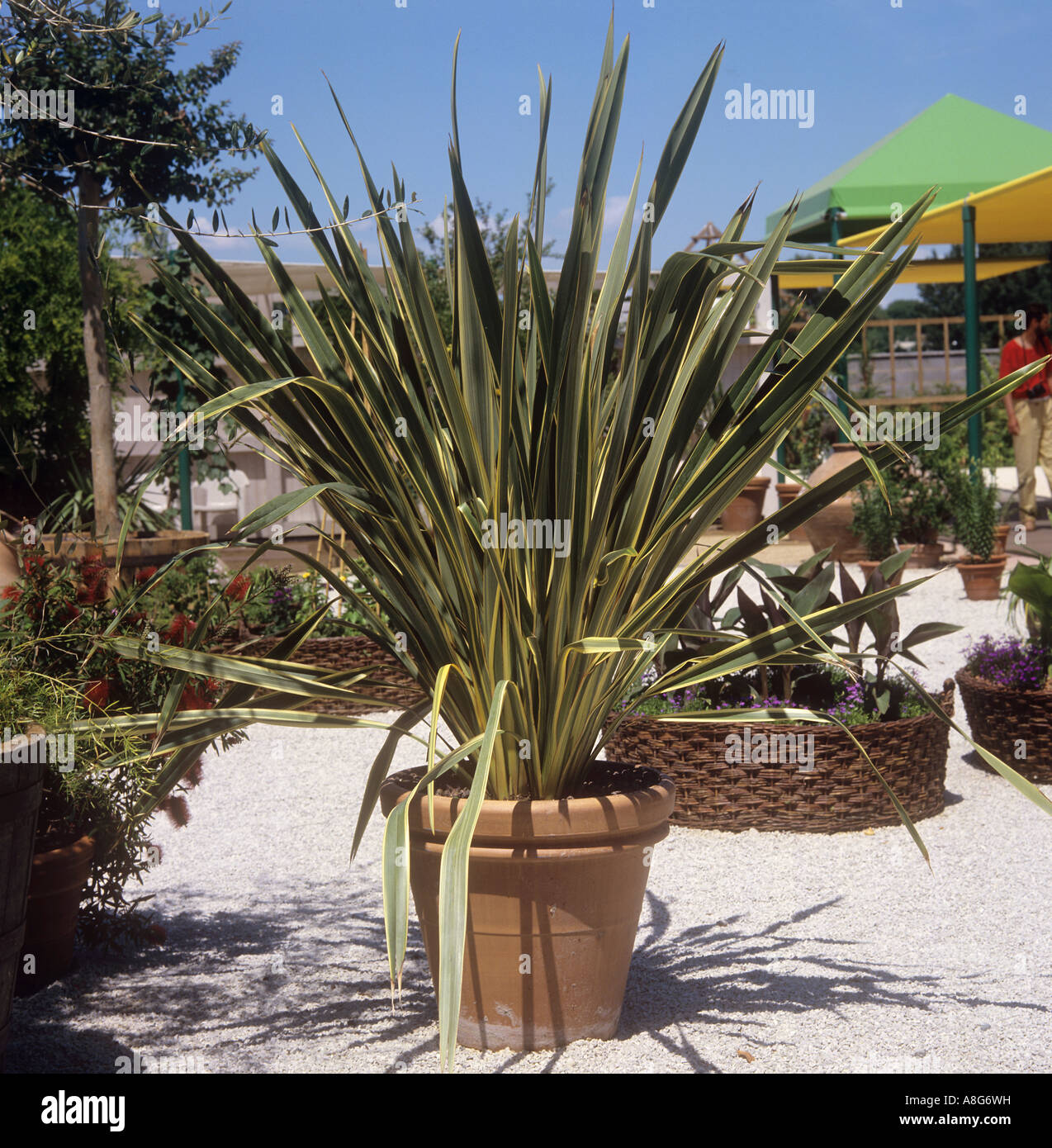 Phormium tenax variegata hi-res stock photography and images - Alamy