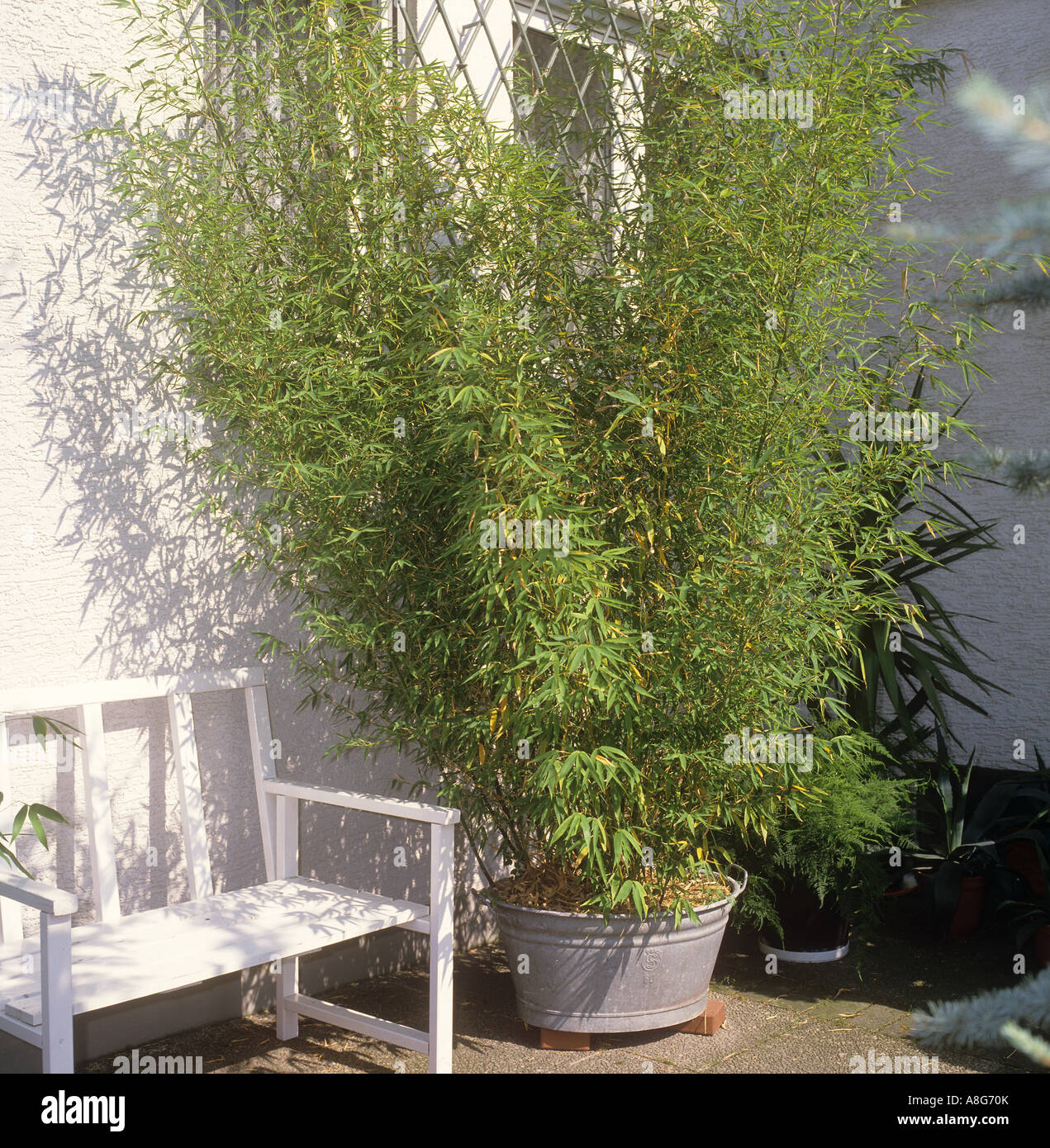 umbrella bamboo Stock Photo Alamy