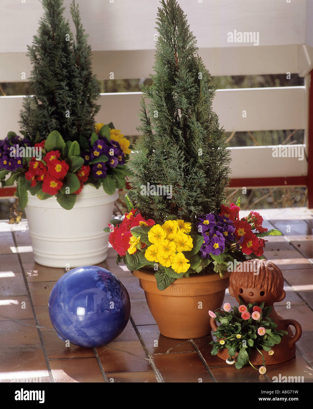conifers and primroses Stock Photo