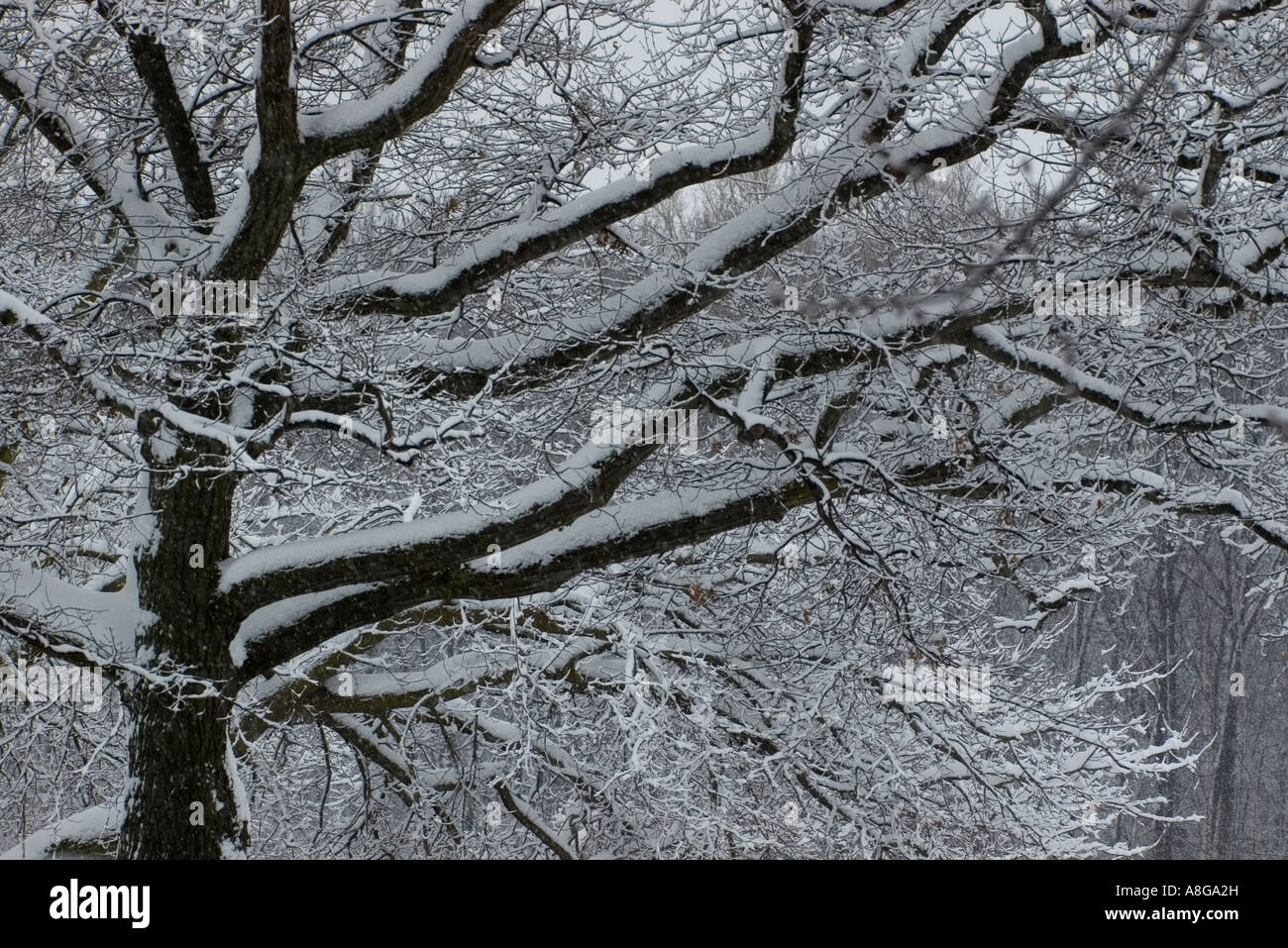 Snowing snow falling snowfall hi-res stock photography and images - Alamy