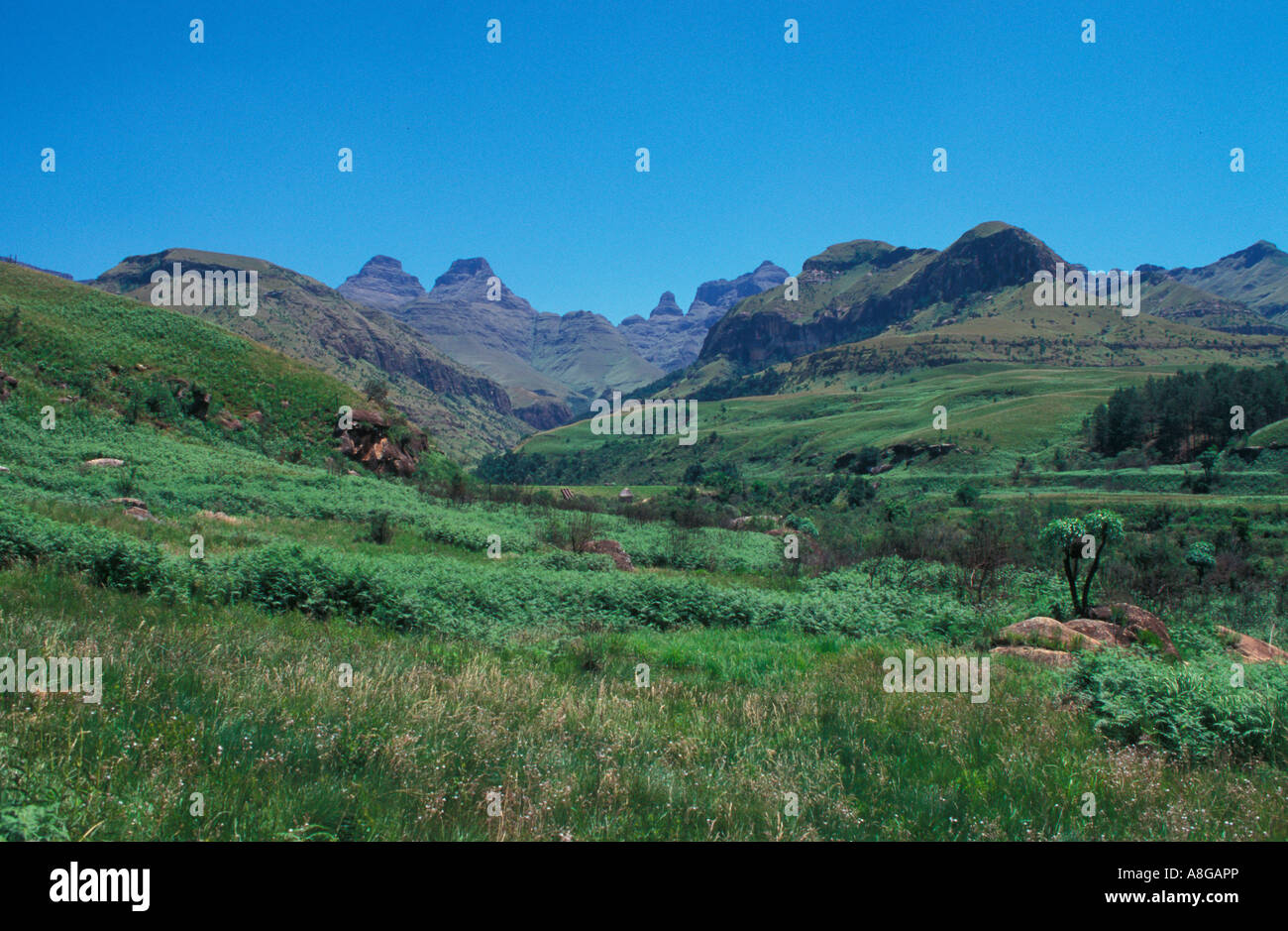 Cathedral peak Drakensberg Mountains north of Underberg Natal South ...