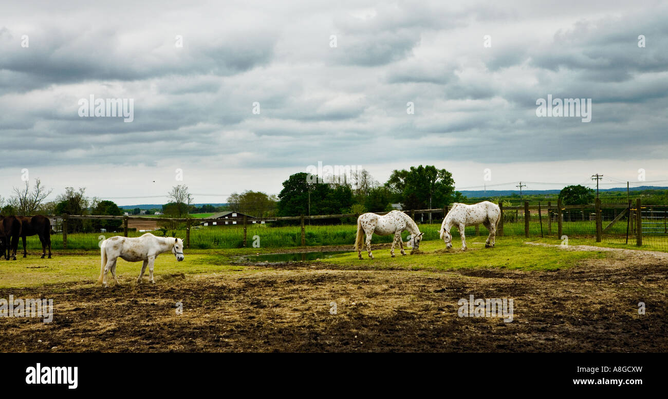3 white horses standing together on a ranch on Long Island at 4h camp