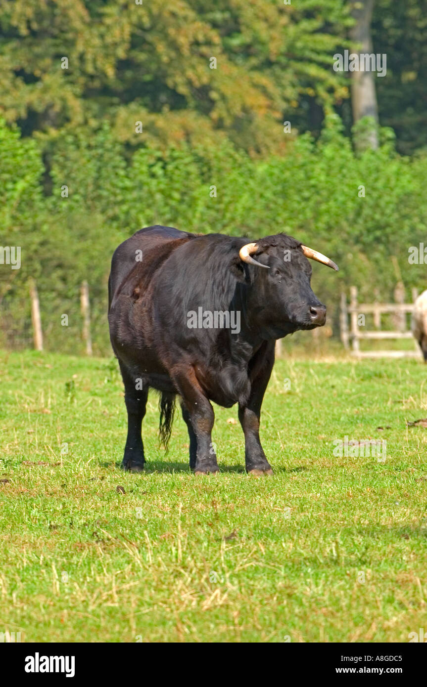 Rare Black Cattle At St Fagans Museum, Wales, Uk Stock Photo - Alamy