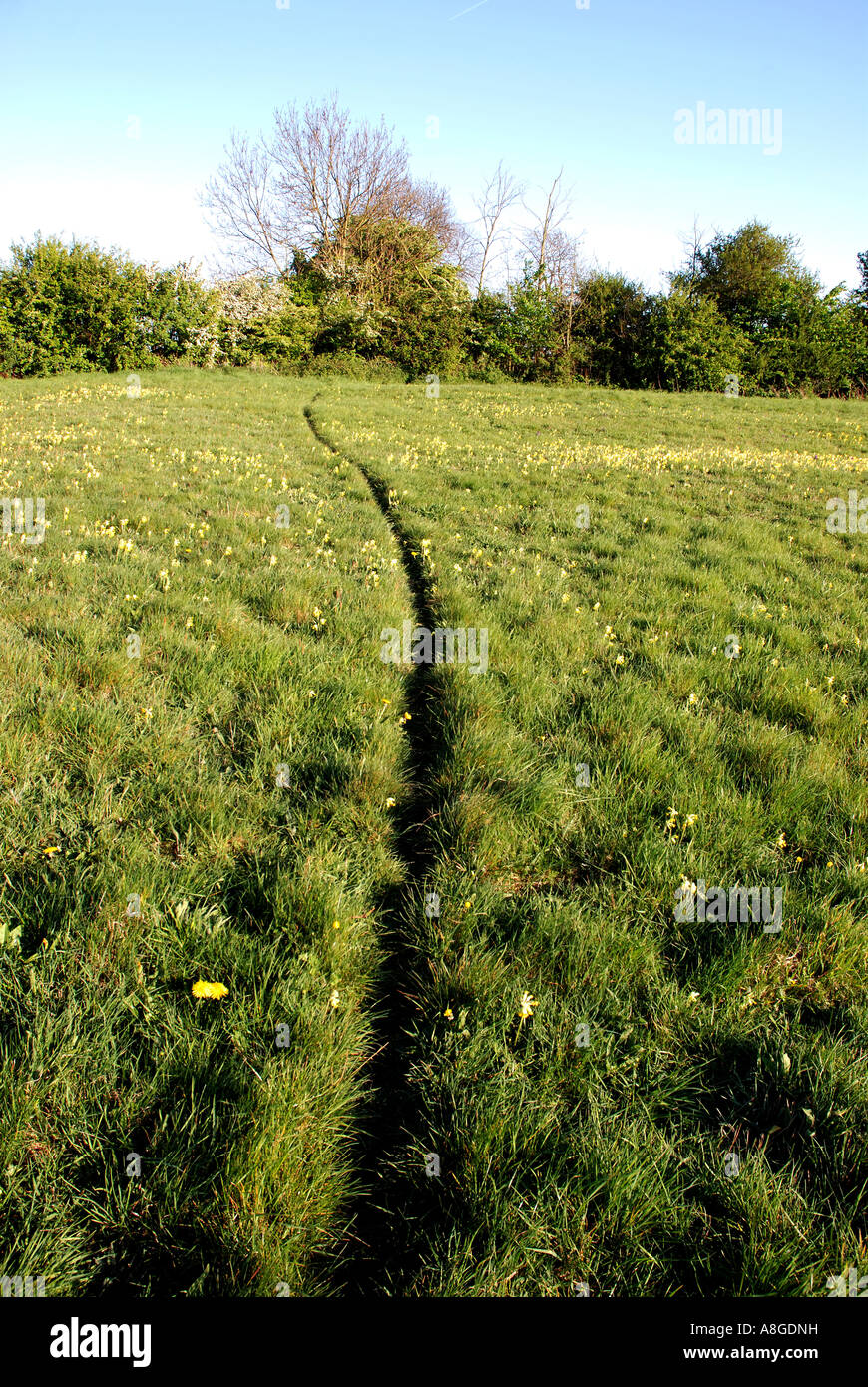 Regularly used badger path in long grass, Draycote Meadows nature