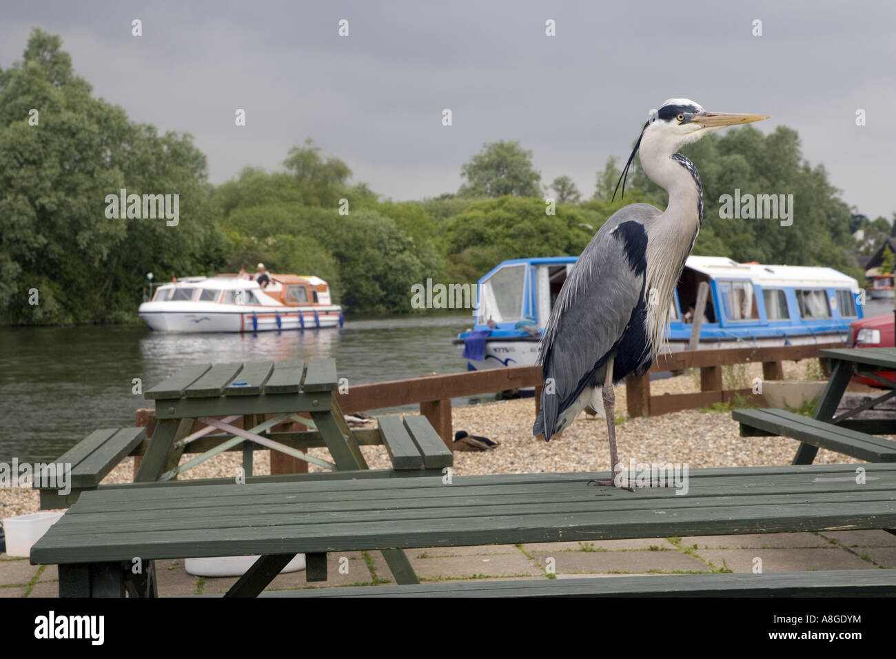 Grey Heron Ardea cinerea in pub garden on the Norfolk Broads Stock Photo