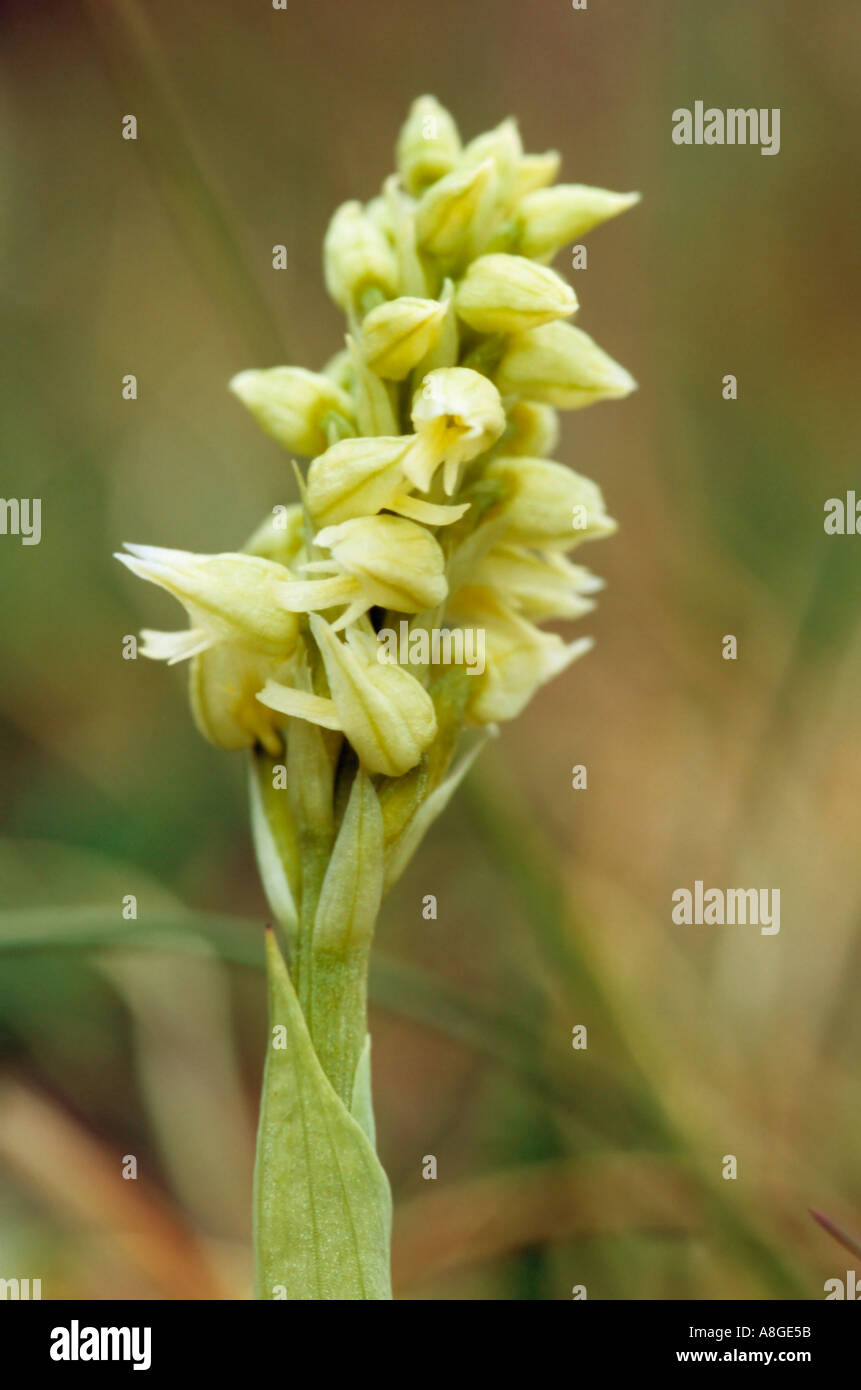 Dense flowered Orchid Neotinea maculata Stock Photo
