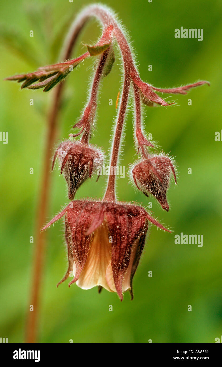 Geum rivale hi-res stock photography and images - Alamy
