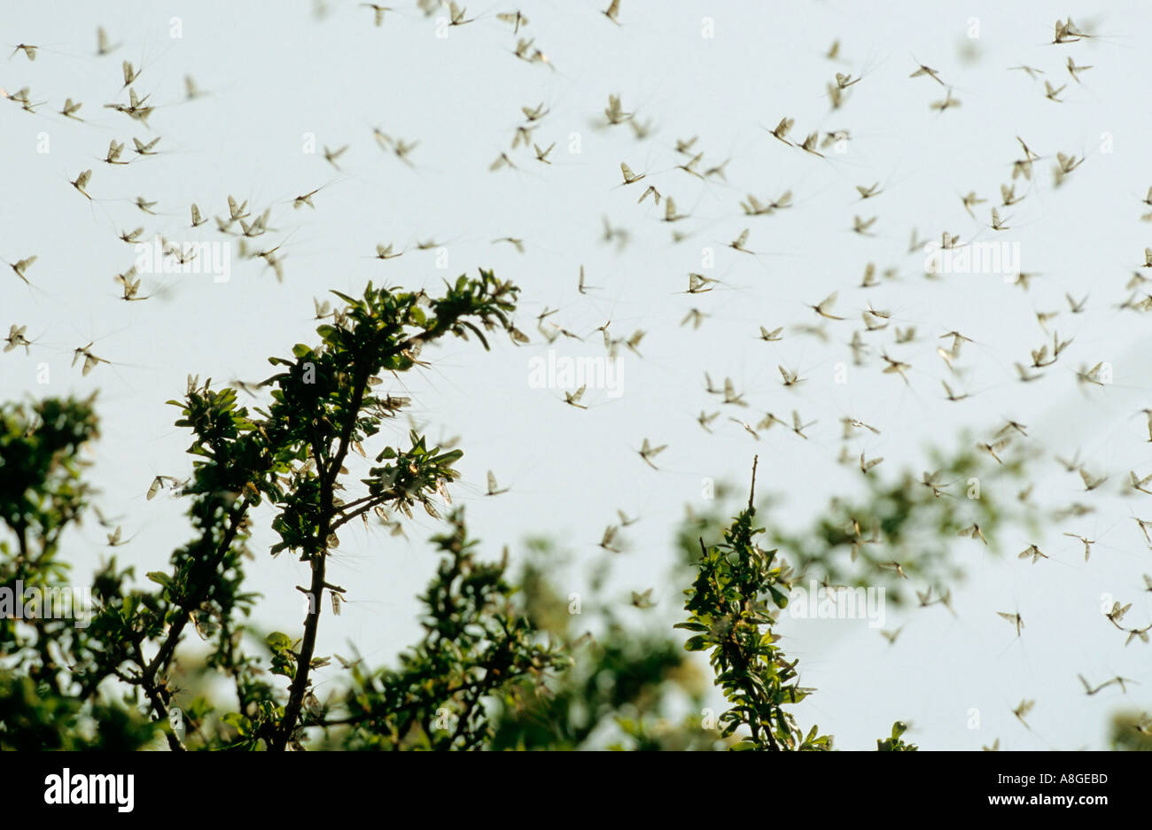Mayfly Ireland High Resolution Stock Photography and Images - Alamy