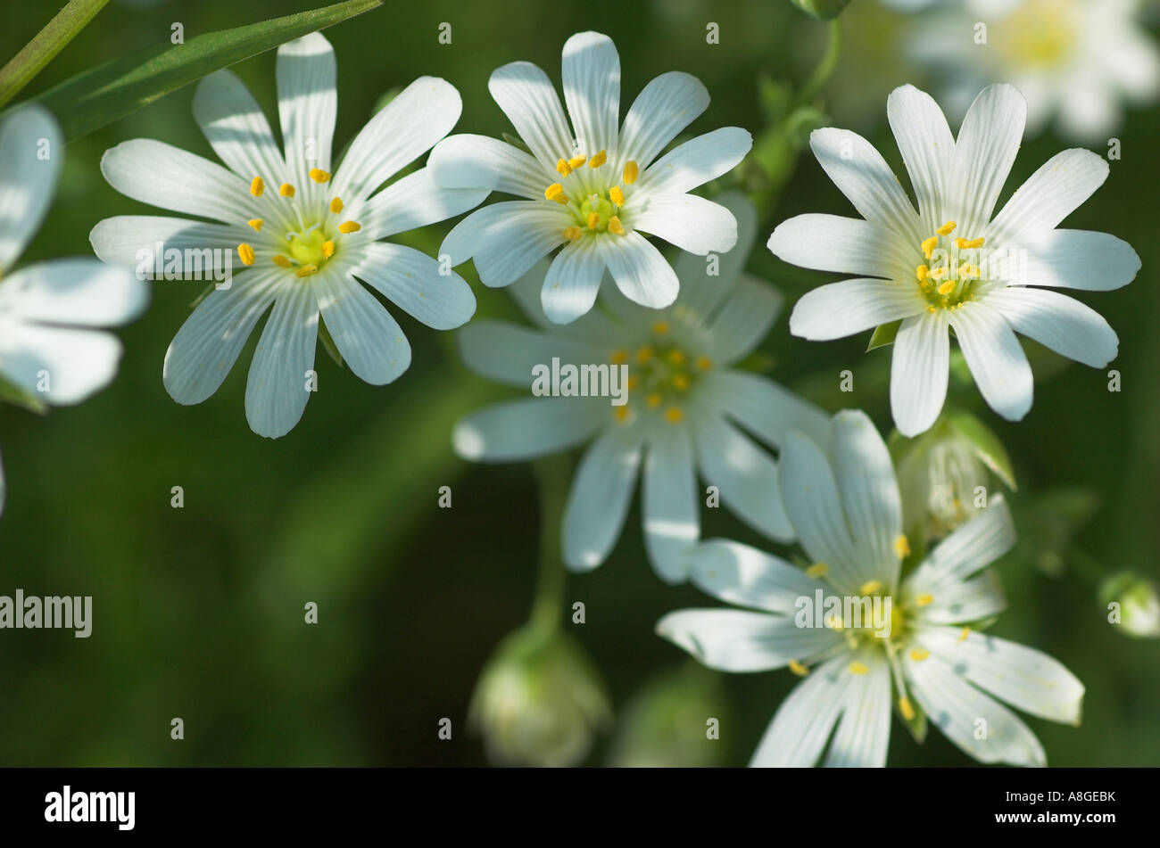 Lesser stitchwort flowers (Stellaria graminea Stock Photo - Alamy