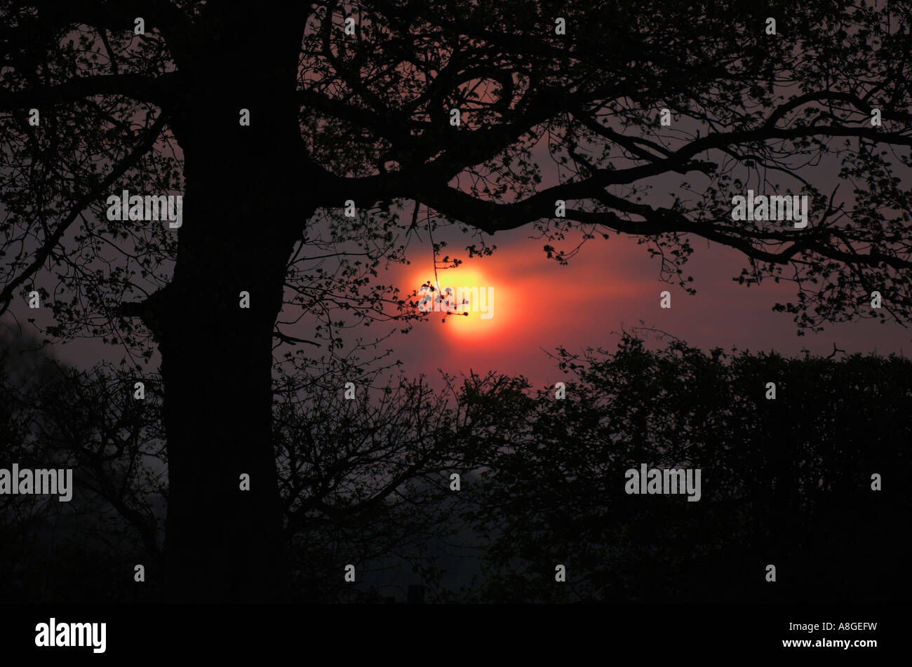 Sunrise over tree and hedgerow Stock Photo - Alamy