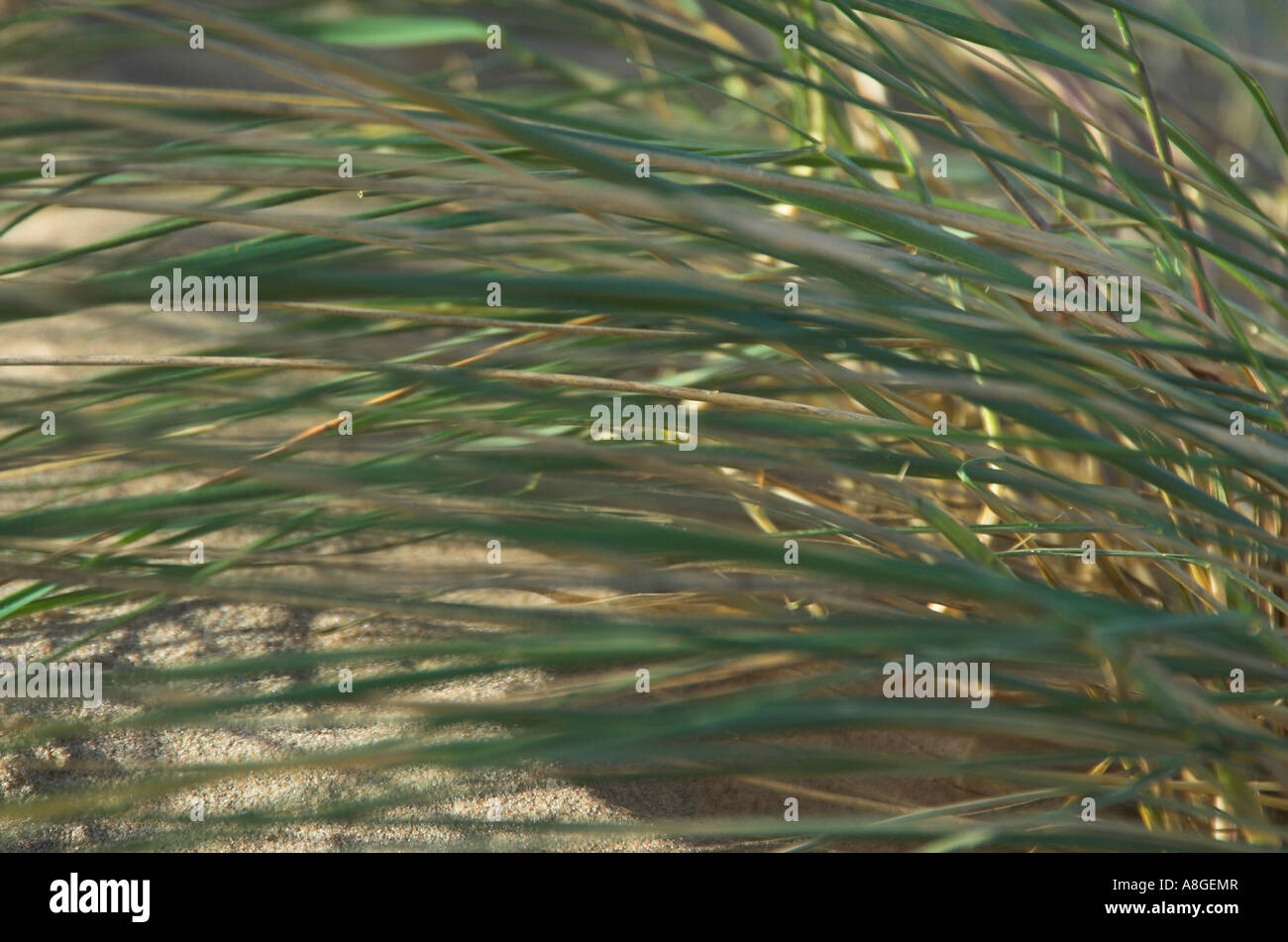Marram grass (Ammophila arenaria) being blown in a strong wind Stock Photo
