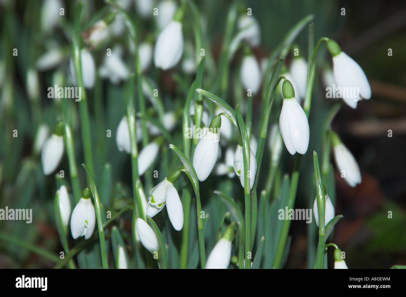 Clump of snowdrops Stock Photo - Alamy