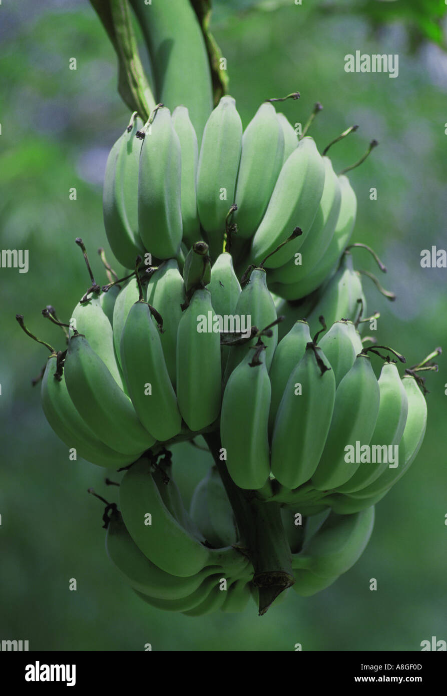Cluster of green bananas Musa ornata Stock Photo