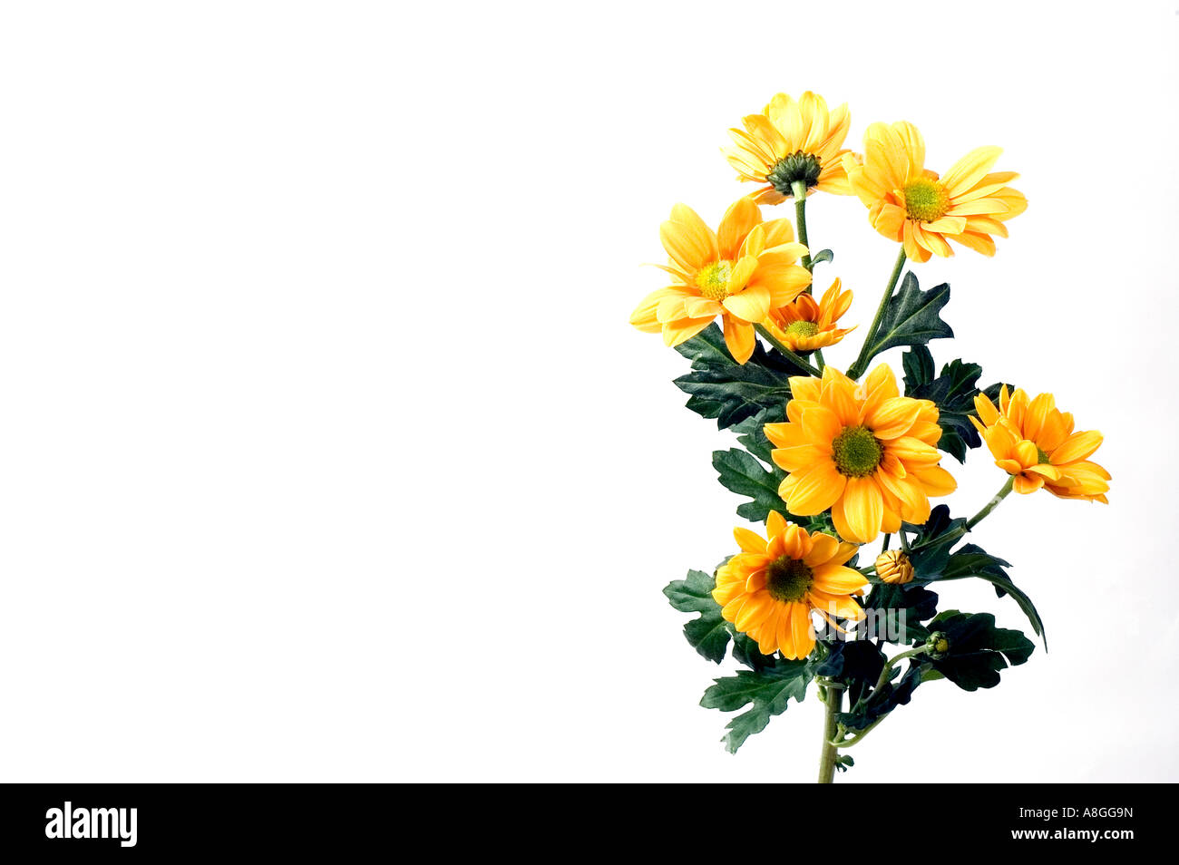 Chrysanthemum daisy spray on white background Stock Photo Alamy