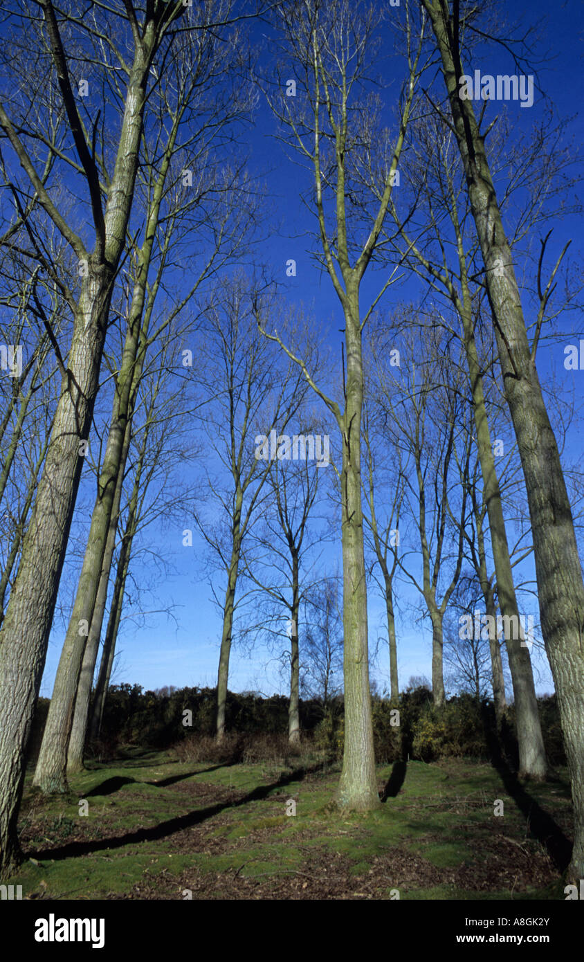 Poplar Trees At Beccles Common in Suffolk Uk Stock Photo