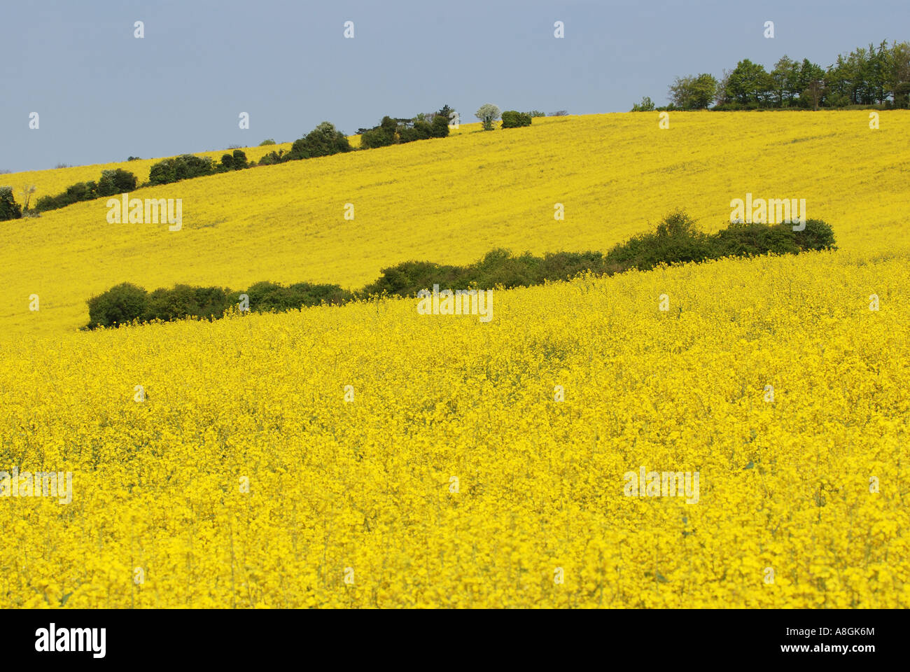 Chartham Mill Kent view of field of Rapeseed and Oast house Stock Photo