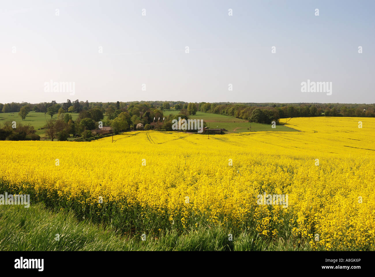 Chartham Mill Kent view of field of Rapeseed and Oast house Stock Photo