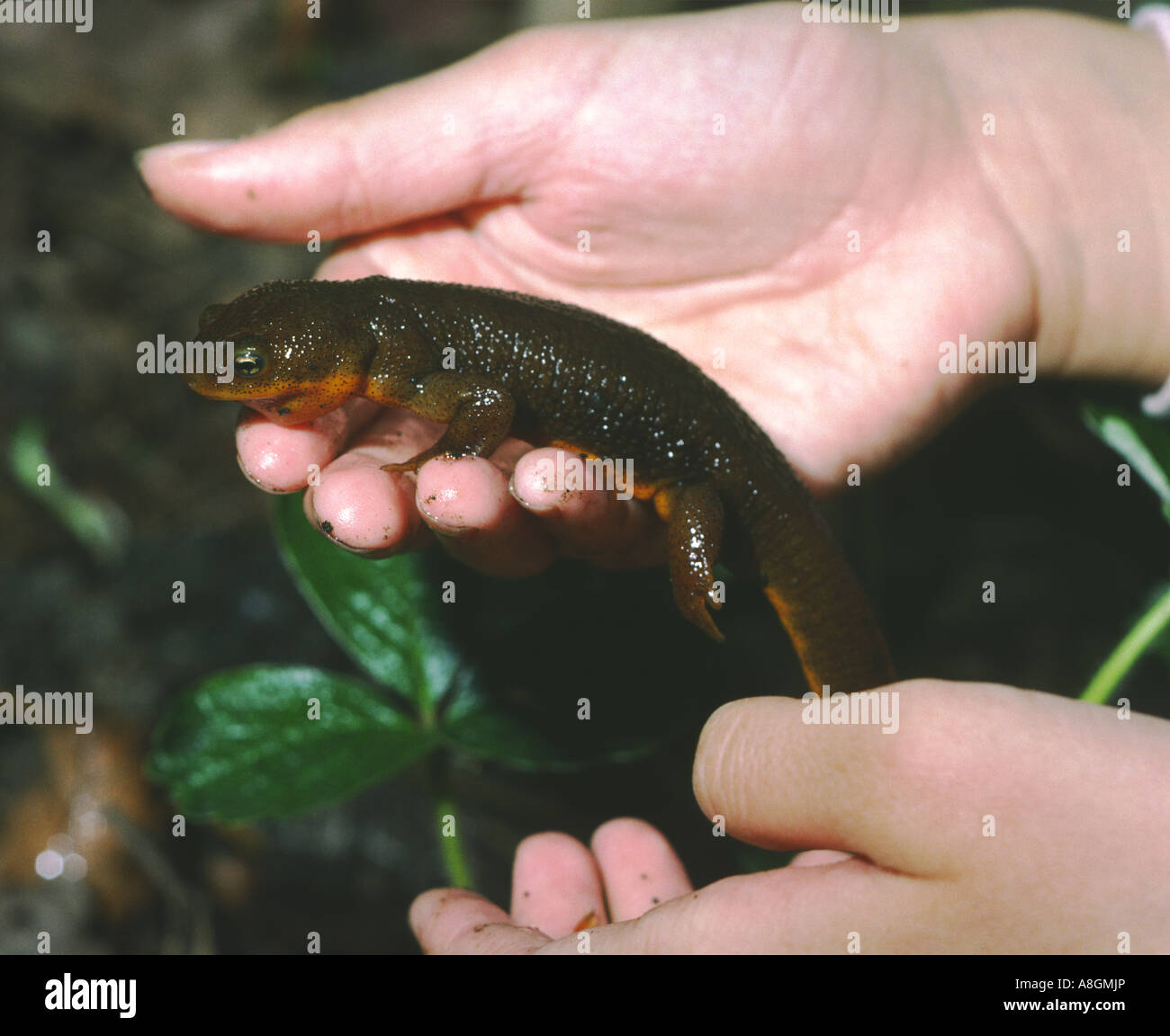 human hand holding a Rough skinned newts Taricha granulosa which are natives of the Santa Cruz Mountains California USA Stock Photo