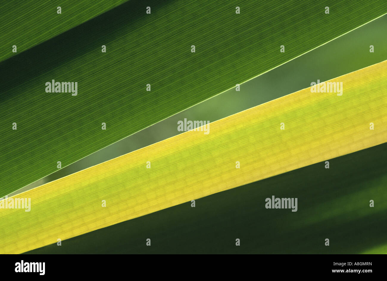 Green and yellow reeds in Close up.  Sewardstone Marsh, Enfield, Middlesex, UK Stock Photo