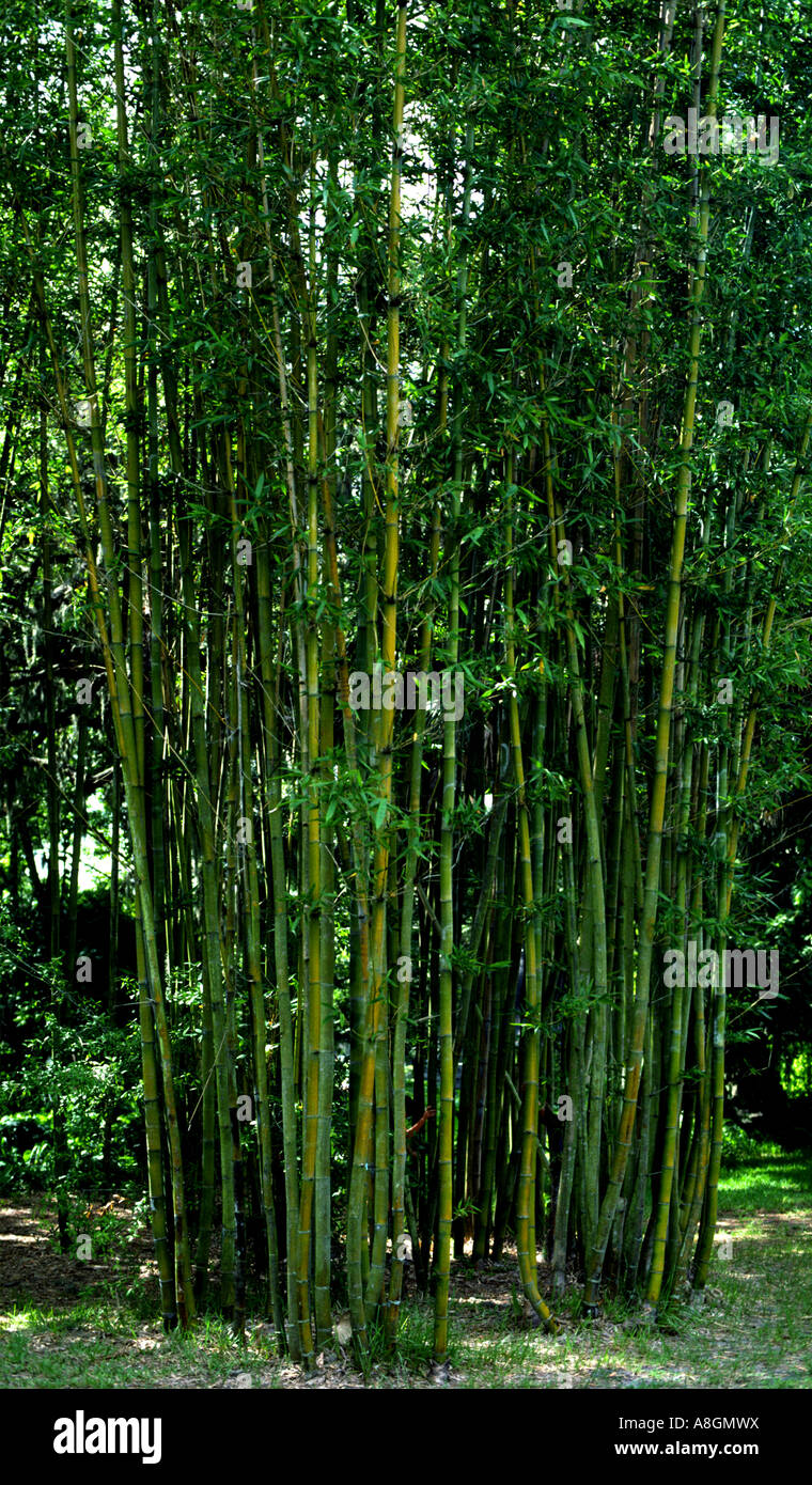 bamboo stand along the Gulf coast of Florida plant south southern