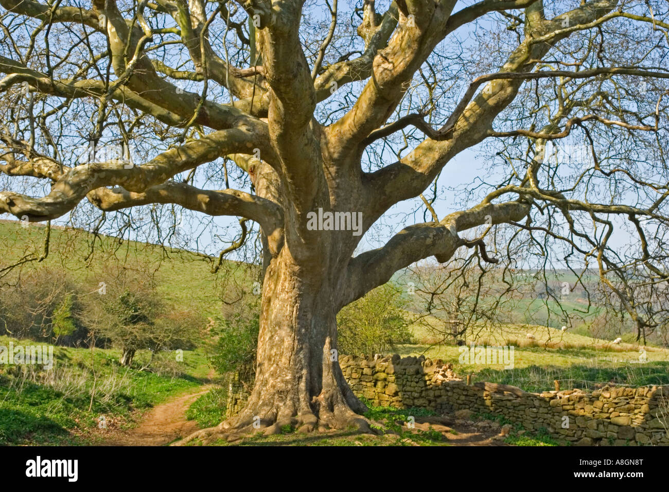 Plane Tree (Platanus), Dorset, UK. Stock Photo