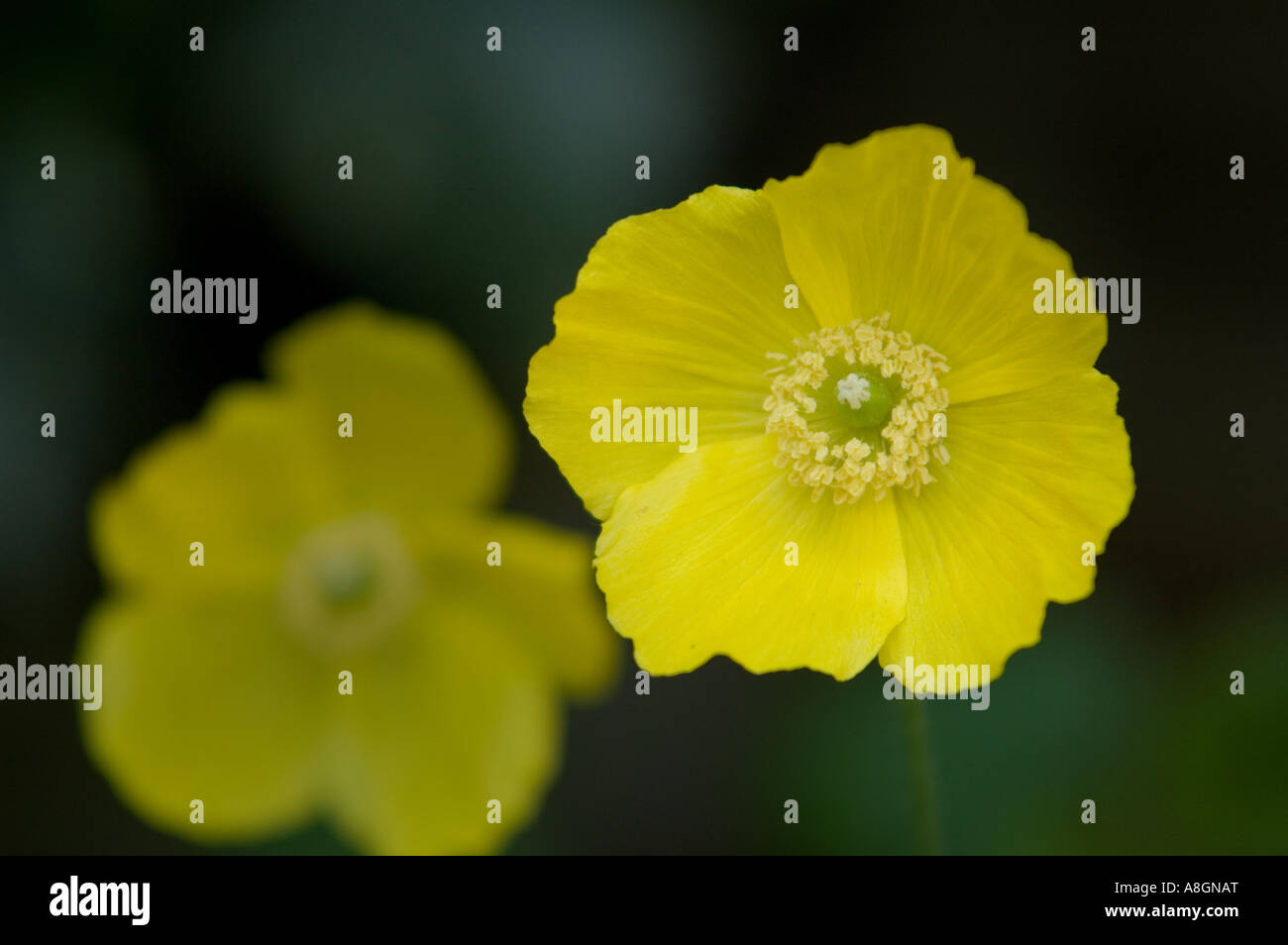 The Yellow Flowers Stock Photo Alamy