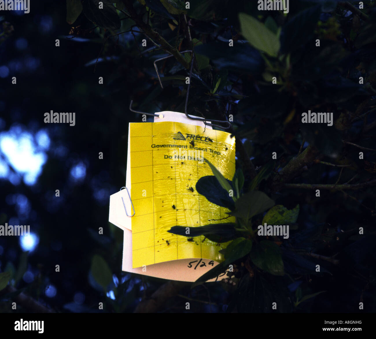 government insect trap hanging on a bushes branch in a city public park Stock Photo