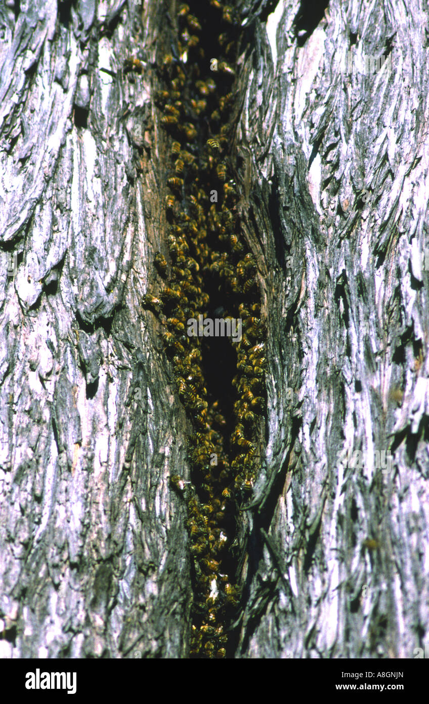 Bees in swarm hi-res stock photography and images - Alamy