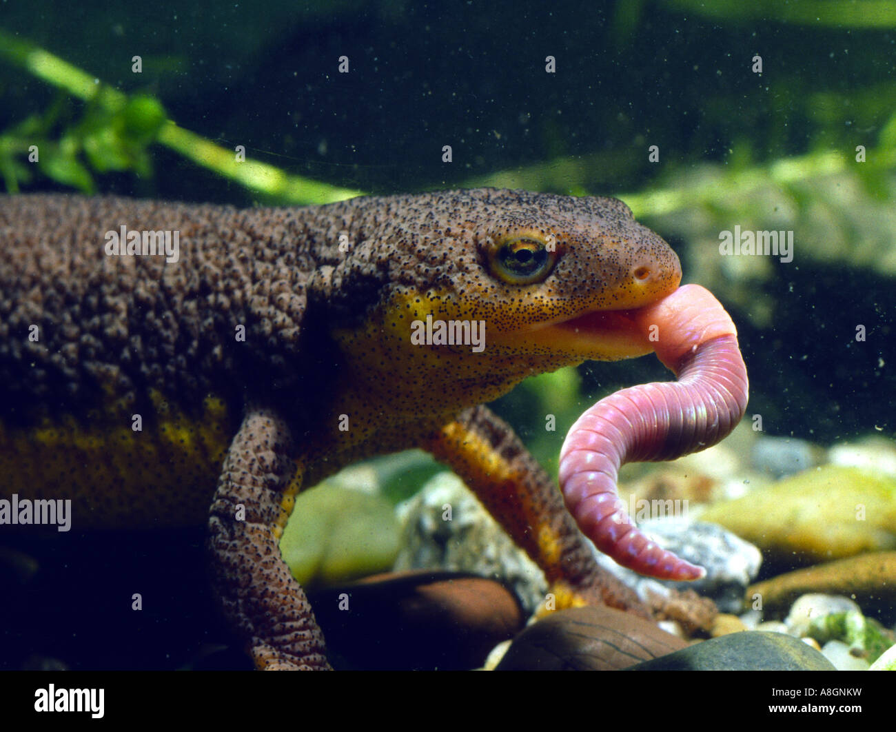 California Newt, Taricha torosa, eating a worm Stock Photo