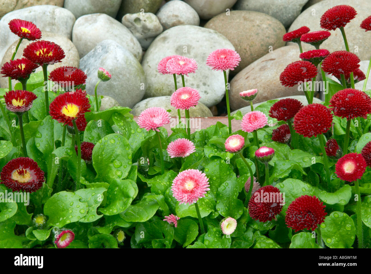 Red and pink daisies covered with raindrops planted beside large pebbles Stock Photo
