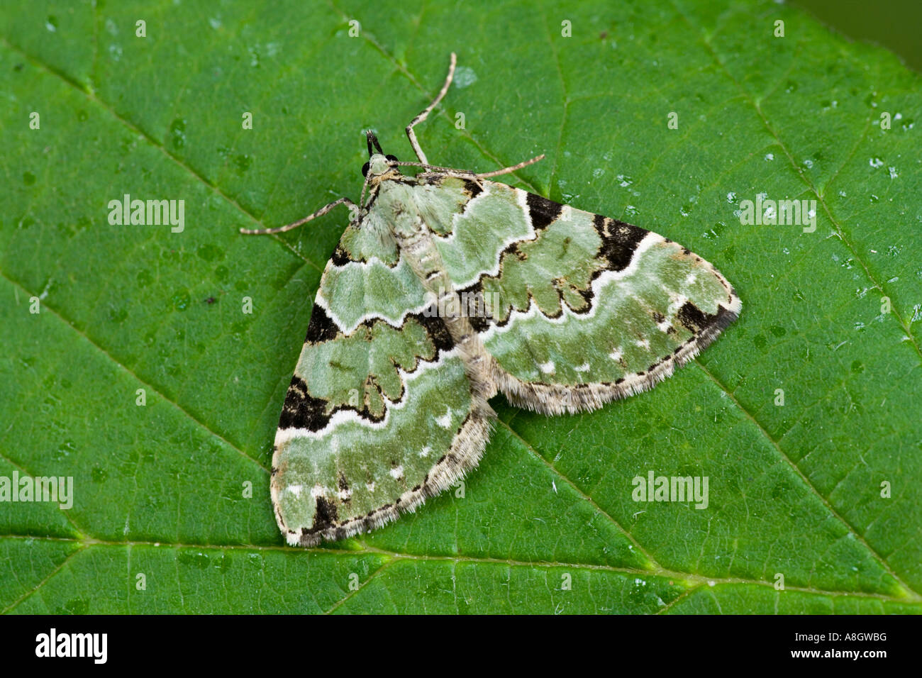 Green Carpet Colostygia pectinataria at rest on Hazel leaf potton bedfordshire Stock Photo