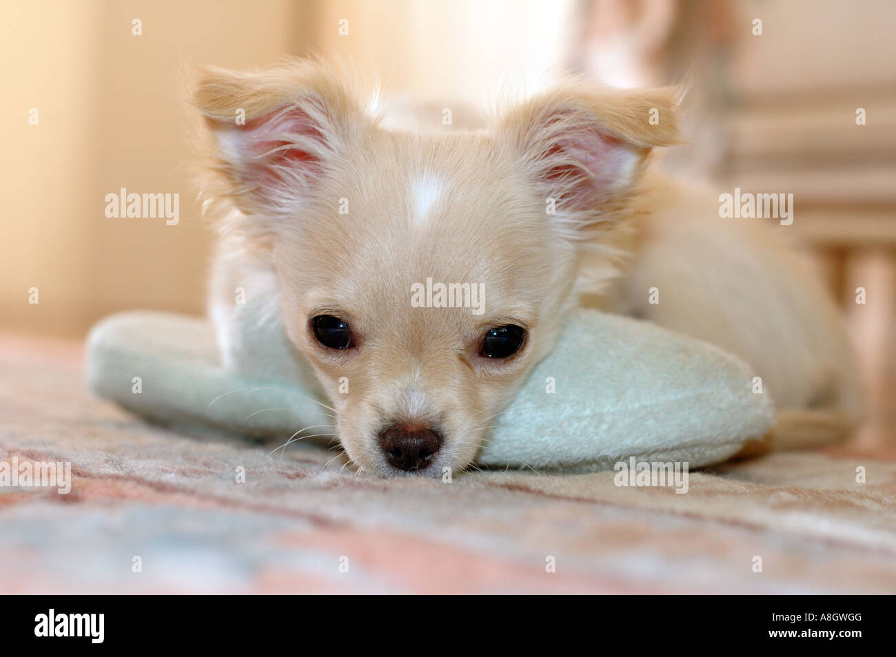 A cute chihuahua puppy resting hist chin on a slipper Stock Photo