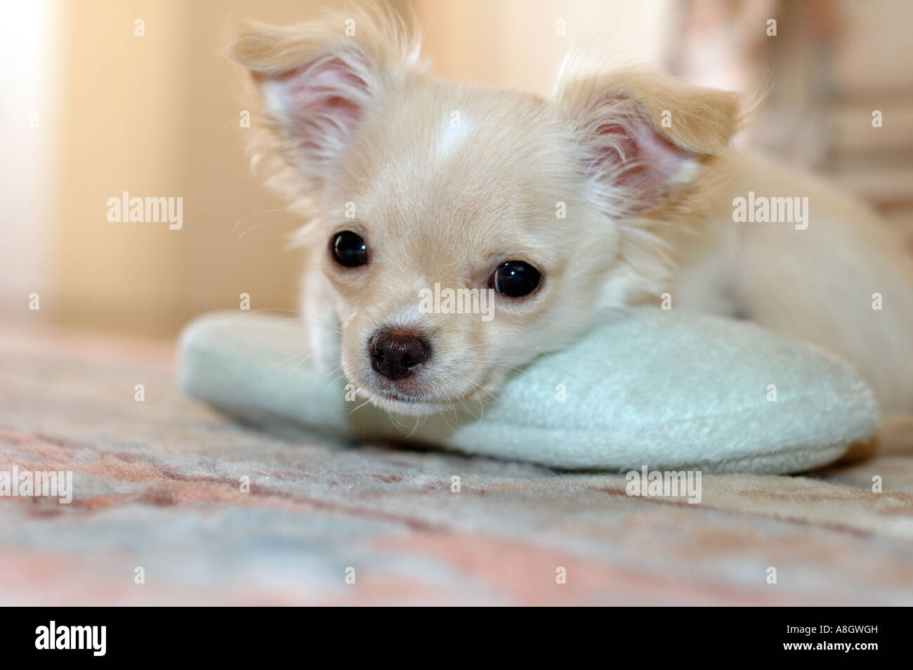 A cute chihuahua puppy resting with his chin on a slipper Stock Photo