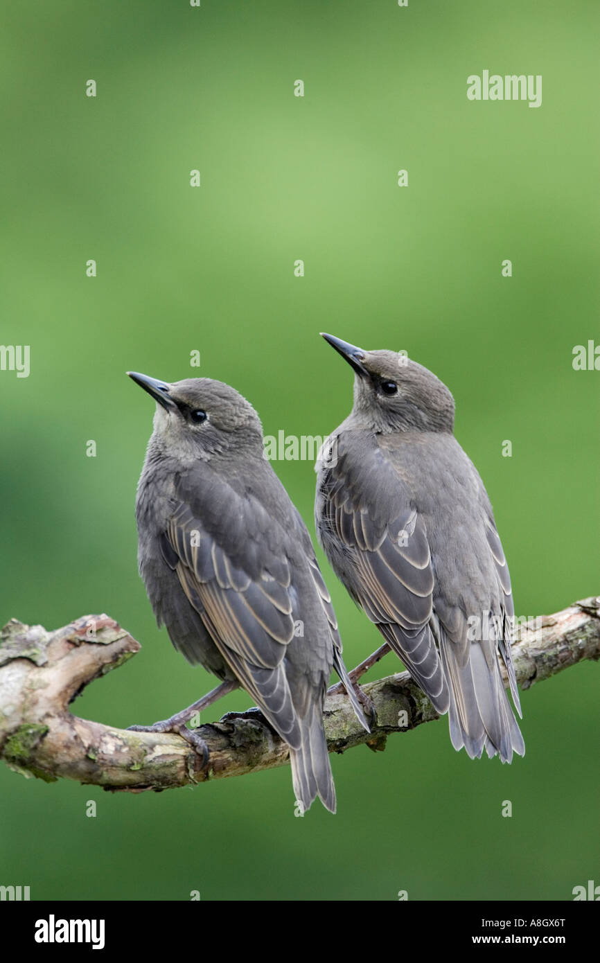 Two Young Starlings Sturnus vulgaris perched on branch looking alert with nice out of focus background potton bedfordshire Stock Photo