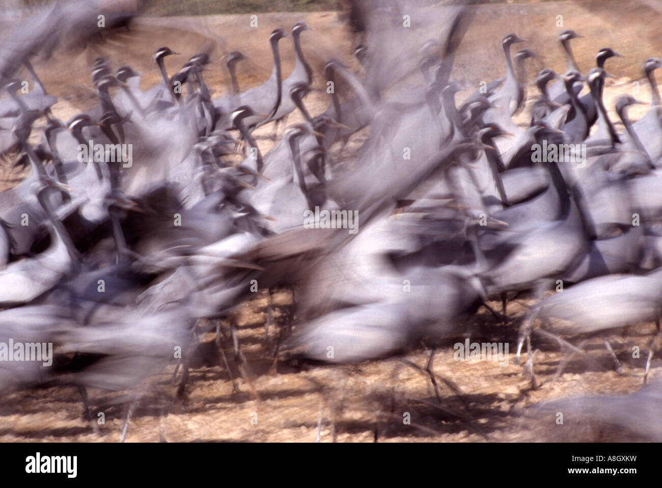 Part of a flock of demoiselle cranes (Grus virgo) taking off. Stock Photo